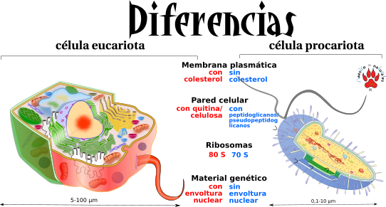 Celula Eucariota Y Procariota Diferencias